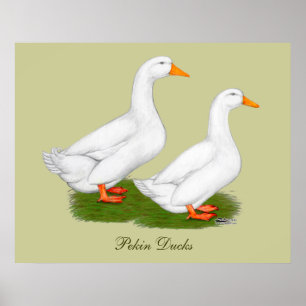 Ducks:  White Pekins Poster