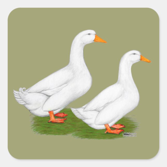 Ducks:  White Pekins Square Sticker (Front)