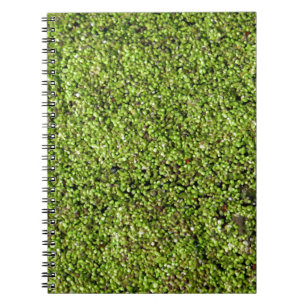 duckweed-377535 duckweed water lens aquatic plant spiral notebook