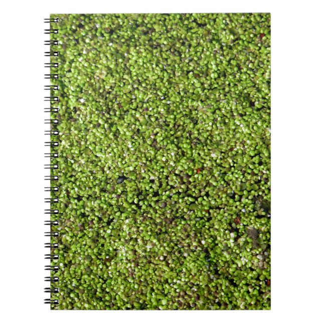 duckweed-377535  duckweed water lens aquatic plant spiral notebook (Front)