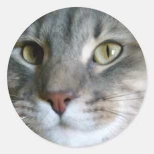 dude cat Stickers