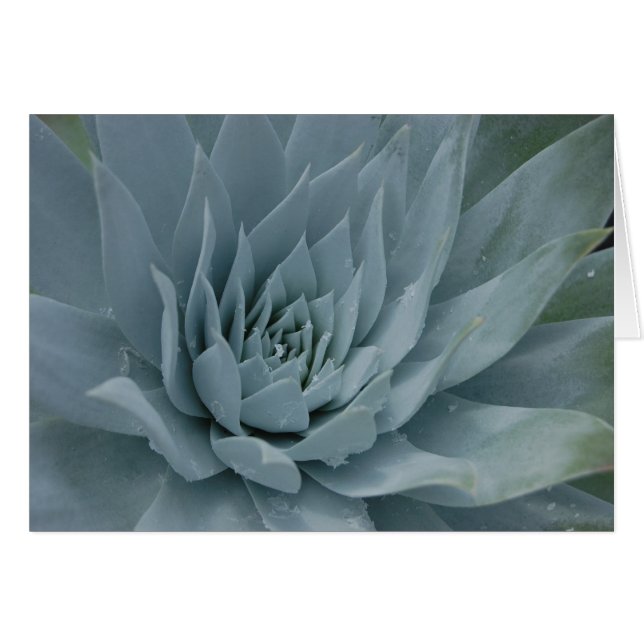 Dudleya Card (Front Horizontal)