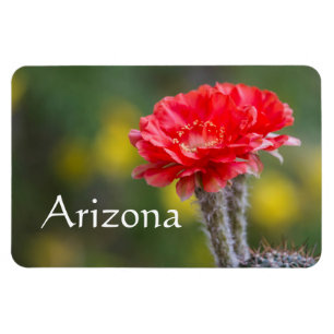 duet of Firelight cactus flower, Arizona Magnet