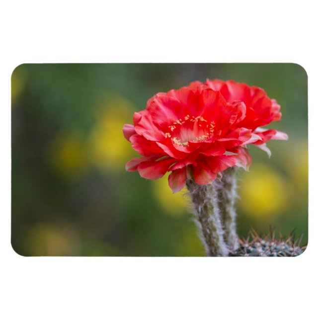 Duet of Firelight cactus flower Magnet (Horizontal)