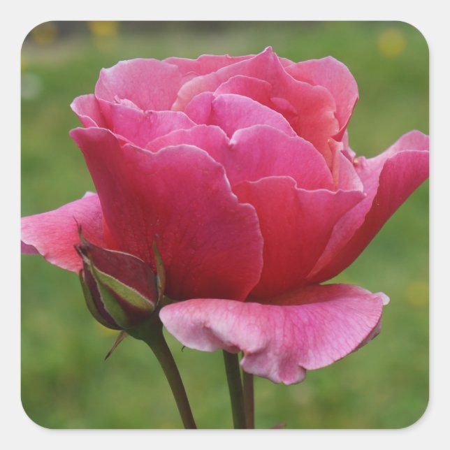 Duet Rose #1 Stickers (Front)