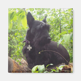 "Duide" Scottish Terrier Magnet
