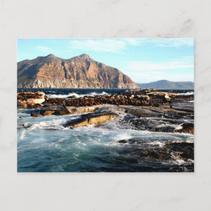 Duiker Island, South Africa Postcard