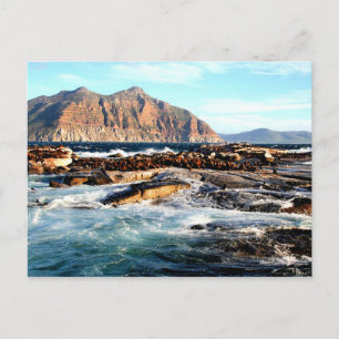 Duiker Island, South Africa Postcard