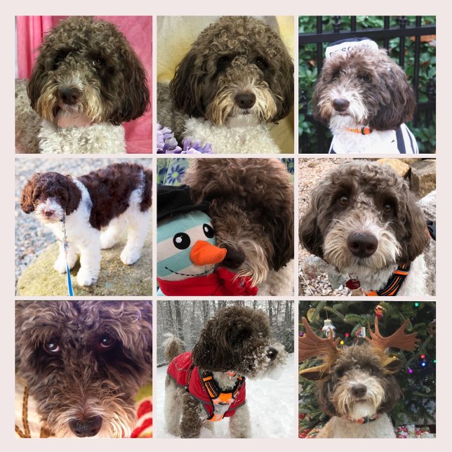 Duke The Labradoodle Calendar (Creator Uploaded)