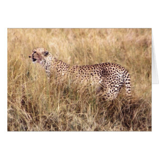 Duma (Cheetah)