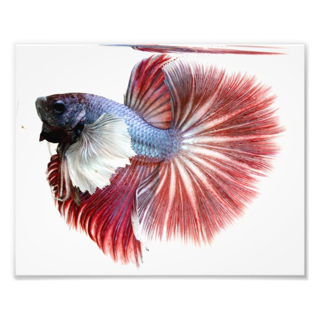 Dumbo Halfmoon Male Betta Fish Photo Print (Front)