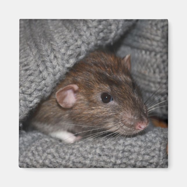 Dumbo Rat Magnet (Front)