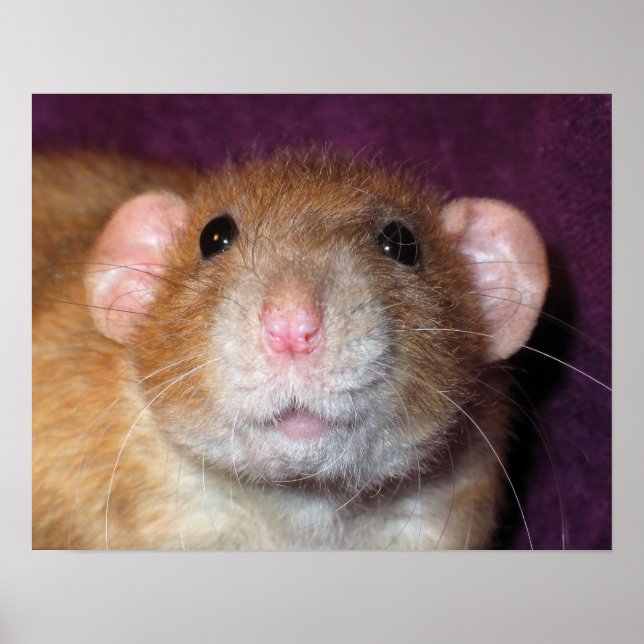 Dumbo Rat Poster (Front)