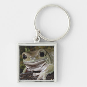 Dumpy Tree Frog. Smiling Frog. Litoria caerulea. Key Ring
