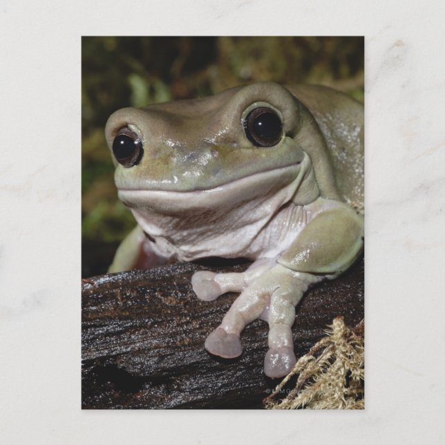Dumpy Tree Frog. Smiling Frog. Litoria caerulea. Postcard (Front)