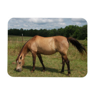 Dun Connemara Pony, Horse, Grazing in Pasture Magnet