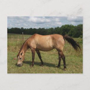 Dun Connemara Pony, Horse, Grazing in Pasture Postcard