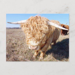 Duncan The Highland Bull Postcard