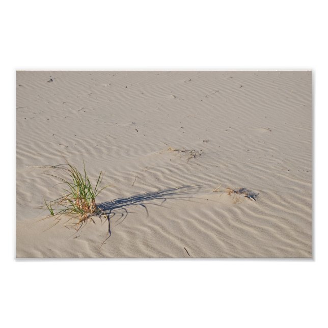 Dune Grass on the Beach Photo Print (Front)