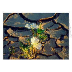 Dune Primrose growing out of Cracked Mud