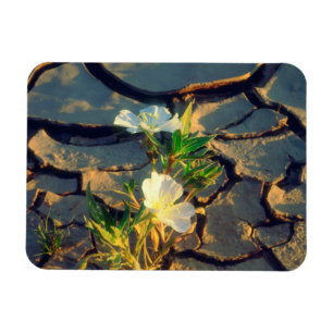 Dune Primrose growing out of Cracked Mud Magnet