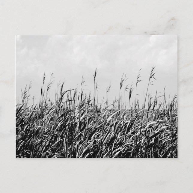 Dune Triptych III Postcard (Front)