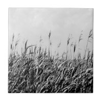 Dune Triptych III