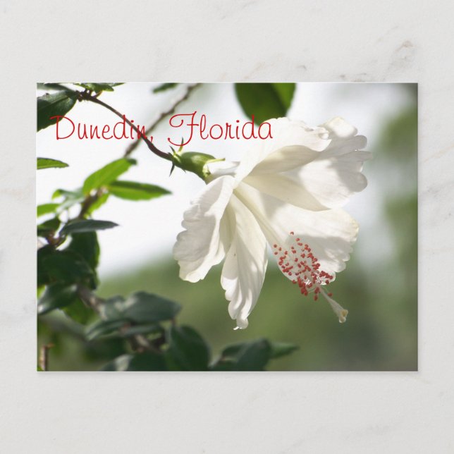 Dunedin, Florida Postcard (Front)