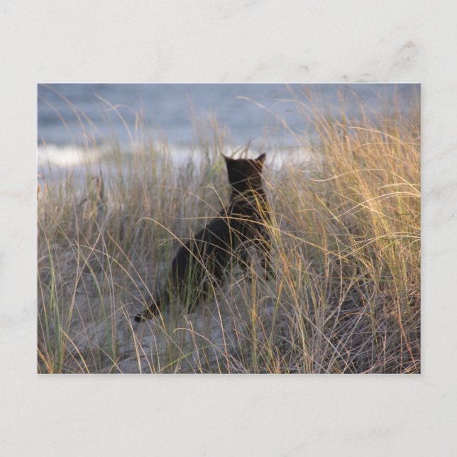 Dunes Cat Postcard (Front)
