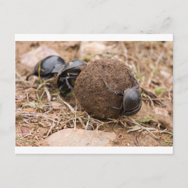 Dung Beetle Postcard (Front)