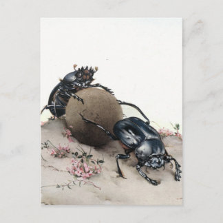 Dung Bettle Postcard