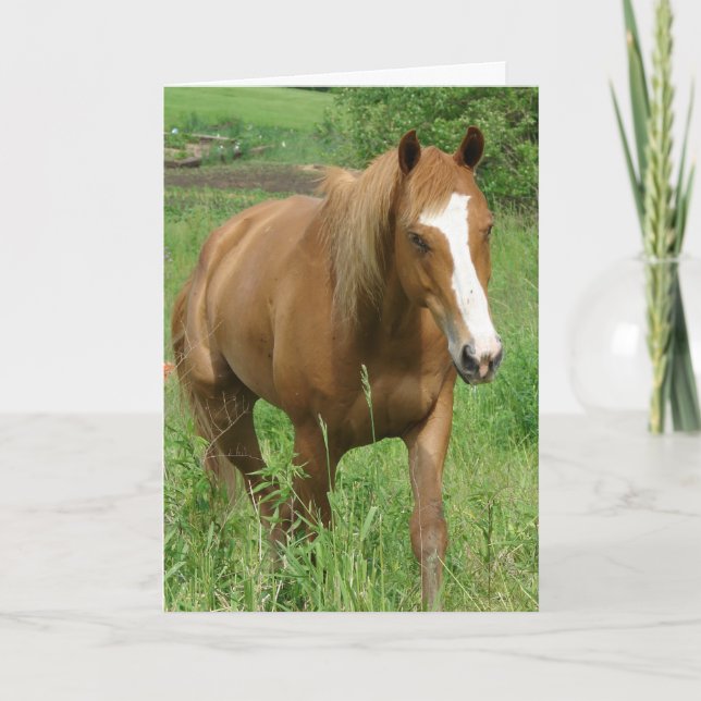 Dunnit, Horse Birthday Card (Front)