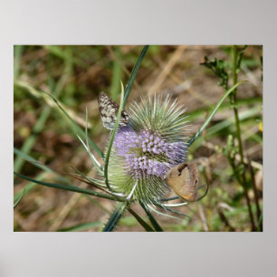 duo de papillons poster