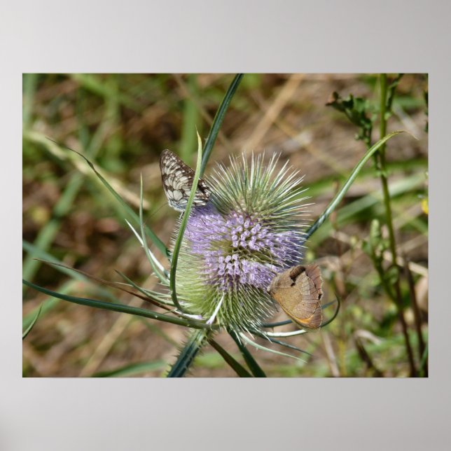 duo de papillons poster (Front)