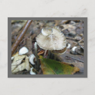 Duo Frill Mushroom Postcard