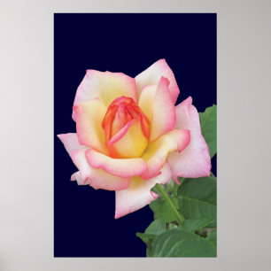 Duo-tone Pink Rose Poster