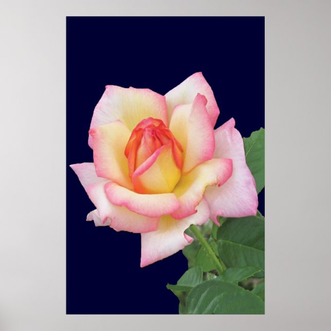 Duo-tone Pink Rose Poster (Front)