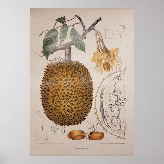 durian fruit vintage botanical illustration poster (Front)