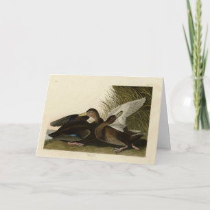 Dusky Duck - from John Audubon's Birds of America Card