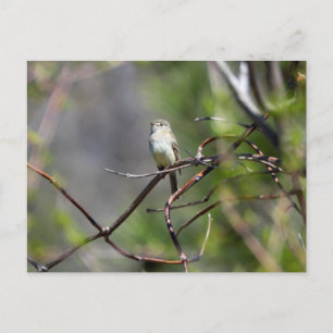 Dusky Flycatcher Postcard