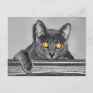 Dusky Gold Postcard