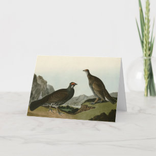 Dusky Grous (Blue Grouse) Audubon Birds of America Card