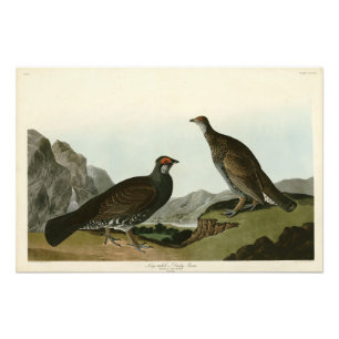 Dusky Grous (Blue Grouse) Audubon Birds of America Photo Print