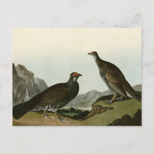 Dusky Grous (Blue Grouse) Audubon Birds of America Postcard
