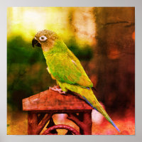 Dusky Headed Conure Parrot Abstract Distressed