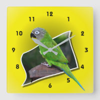 Dusky Headed Conure Parrot Animal