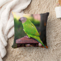 Dusky Headed Conure Parrot