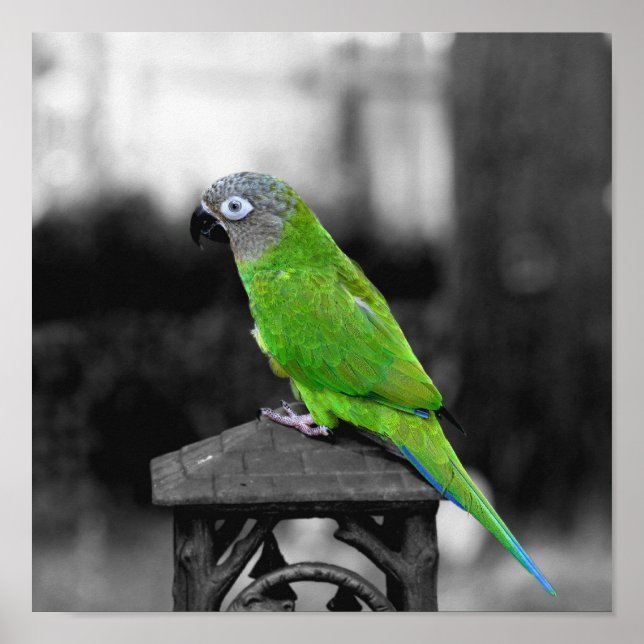Dusky Headed Conure Parrot Partial Colour Poster (Front)