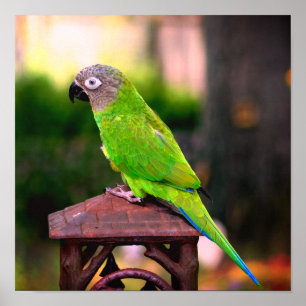 Dusky Headed Conure Parrot  Poster