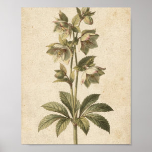 Dusky Hellebore Flowers Botanical Art Poster